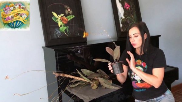 Psychopsis versteegianum