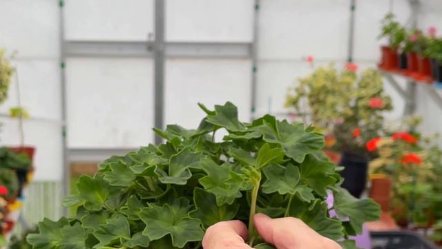 One Month Until the National Pelargonium Show - Hints for Exhibitors смотреть онлайн