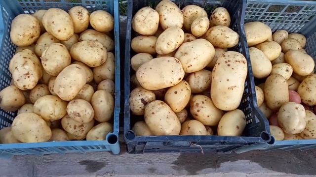 5 августа 2022год, заканчиваем копать картофель сорт Коломба смотреть онлайн