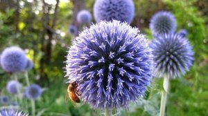 Выращивание МОРДОВНИКА, а также ВСЁ о Посадке и Уходе