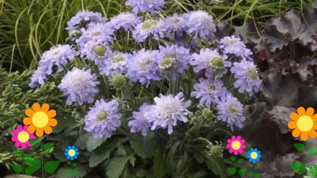 Скабиоза японская Блю Нот (Blue Note). Краткий обзор, описание характеристик, где купить саженцы смотреть онлайн