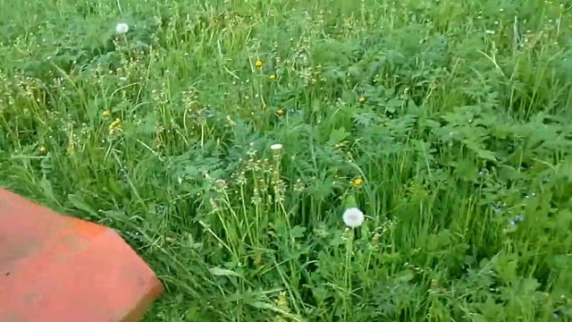 Работа мульчера покос травы. смотреть онлайн