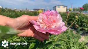 Angel cheeks peony. Энджел Чикс пион. Пулков сад