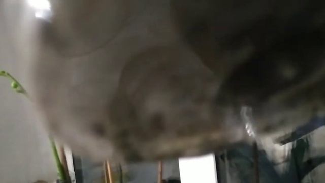 У орхидей опадают бутоны. В Чем причины и как спасать цветение орхидей. смотреть онлайн
