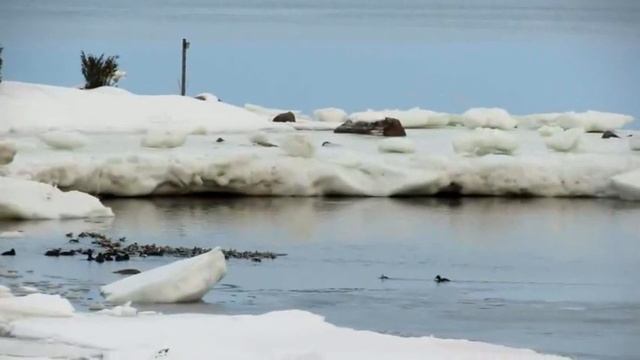 Морянки. Княжая Губа. смотреть онлайн