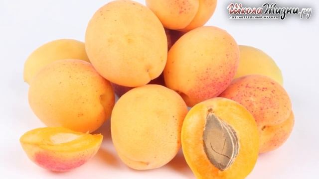 Aбрикос и Я. Как стать Долгожителем? смотреть онлайн