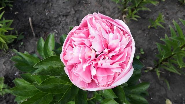 Пионы Мозерс Чойс и Этчед Салмон. Прекрасные новоселы сада.Начало июня .2021 год. смотреть онлайн