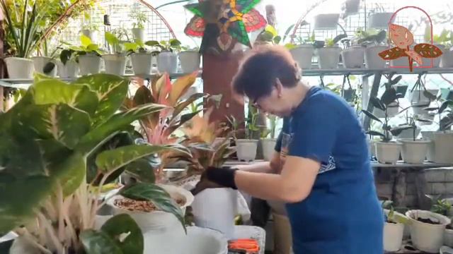 Pink Siam Propagation Replanting Lush and Bushy смотреть онлайн