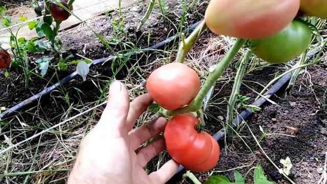 Томат Сердце Иванушки. смотреть онлайн