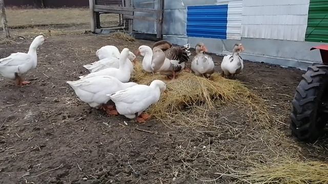 ЖИЗНЬ В ДЕРЕВНЕ. Уралец 224. Вечерняя управа. смотреть онлайн