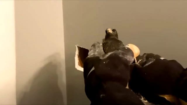 Парень услышал скуление из стены! Но то что она там обнаружил ужасает! смотреть онлайн