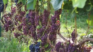 Виноград сорт Русский Конкорд (август)