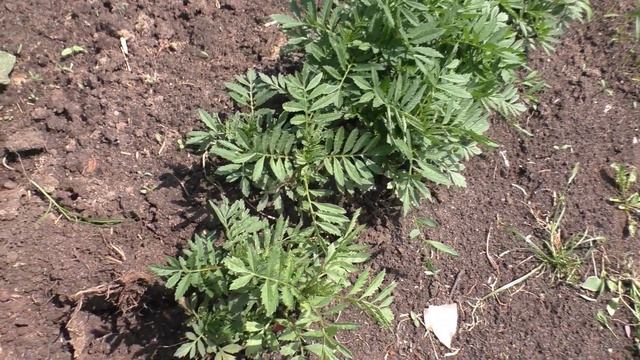 РЕЗУЛЬТАТ✅ Избавляемся от Муравьев на дачном участке✅ смотреть онлайн