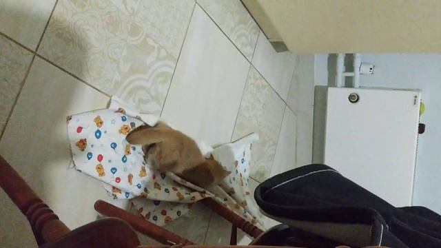 Кошка с Собакой. Битый небитого везёт ))) смотреть онлайн