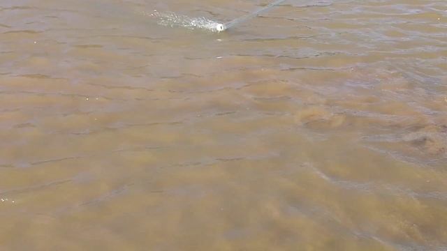 Кастинговая сеть, рыбалка с берега. смотреть онлайн