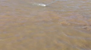 Кастинговая сеть, рыбалка с берега.