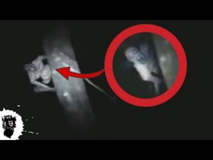 5 НОЧНЫХ МОНСТРОВ СНЯТЫХ НА КАМЕРУ часть 2 [Черный кот]