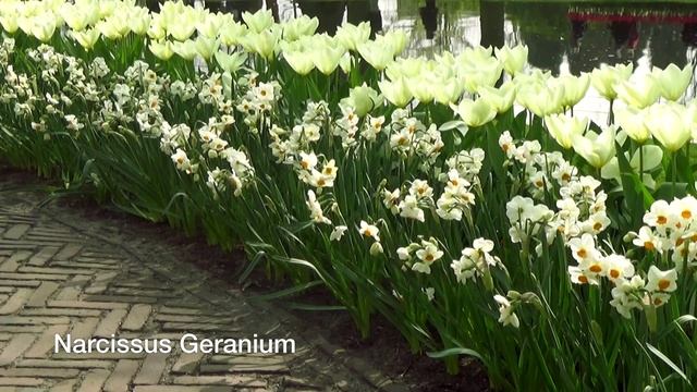 Narcissus Geranium - Narcissus Bulbs From Holland