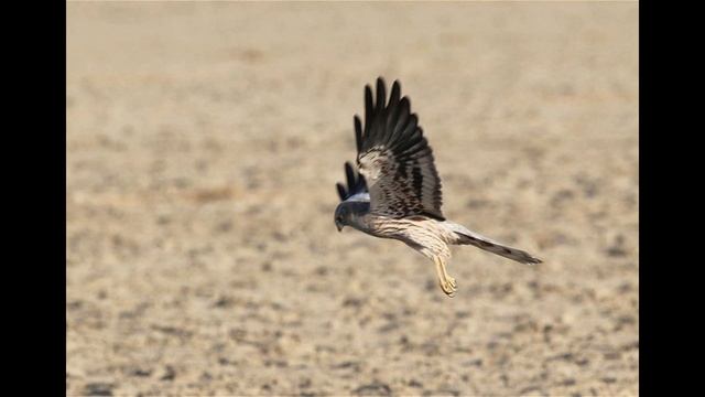 лунь Степной лунь смотреть онлайн