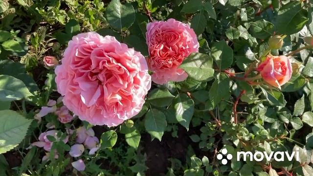 Английские розы Дэвида Аустина- Зе Эйншент Мэринер, Голден селебрэйшнс и др (второгодки)