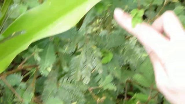 Mimoza  Cuba смотреть онлайн