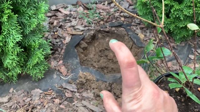 ?Метельчатая гортензия ‘Даймонд Руж’. ?Посадка. смотреть онлайн