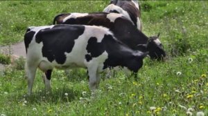 "ВИС-ВИС" ансамбль  - Талмань кундемем / Марий Эл У Торъял район Кӱан Памаш ял