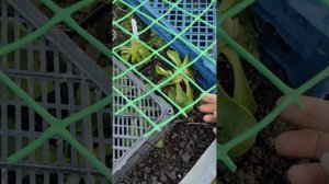 Примулы, укрытие на зиму, заключительный этап 🌸🌸🌸