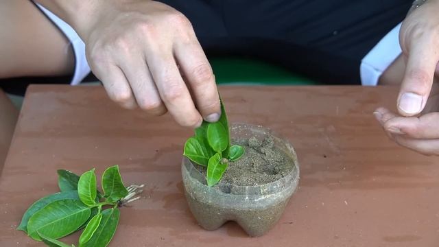 Unexpected Results When Using Onions To Help Mandevilla Sanderi Plants Bloom Beautifully смотреть онлайн