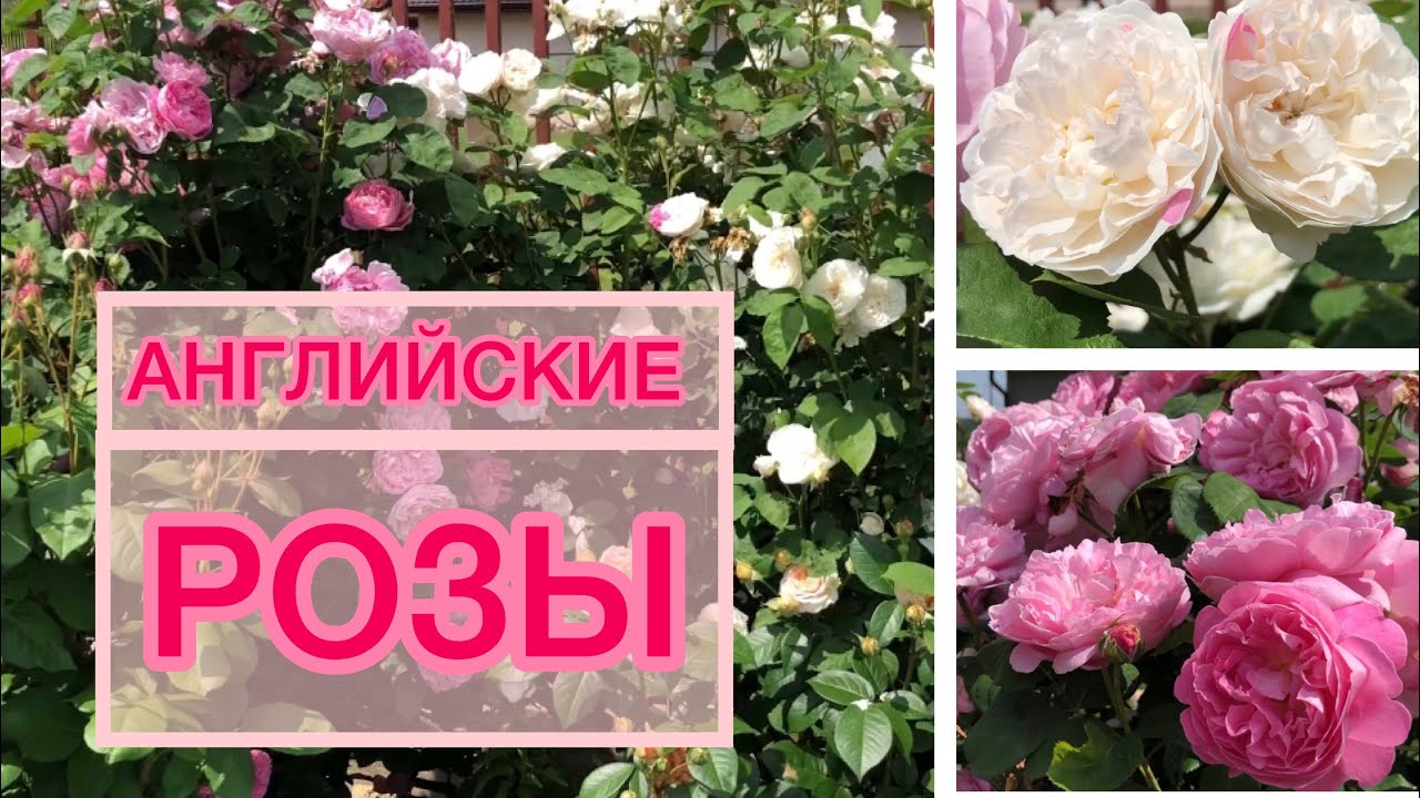 Больше не буду укрывать ДВЕ АНГЛИЙСКИЕ РОЗЫ rose Mary rose / rose Winchester Cathedral смотреть онлайн