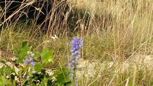 Veronica Spicata (Veronica Lucida)