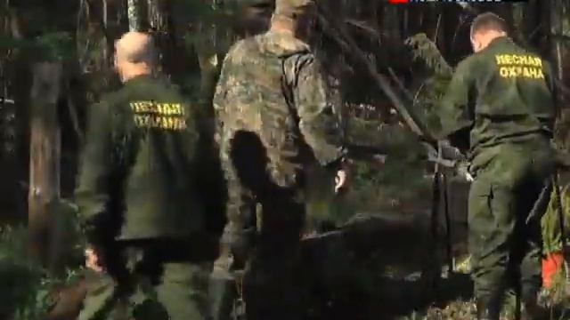 В лесах области посадят особый вид осины смотреть онлайн