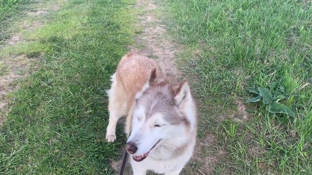 Вредные утки и хаски Сюся смотреть онлайн