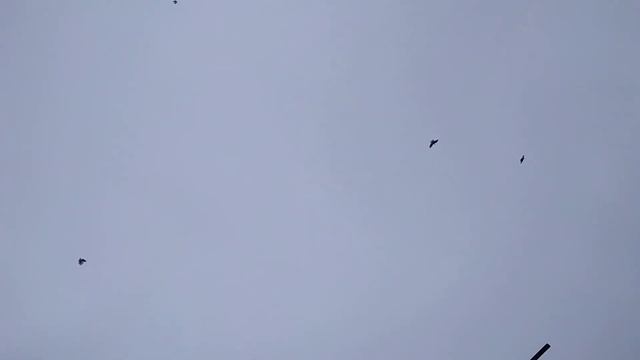 Краснодарские белобородые красные!?️?️?️ смотреть онлайн