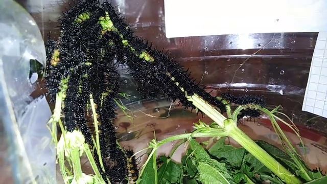 Гусеницы бабочки павлиний глаз 3 часть смотреть онлайн