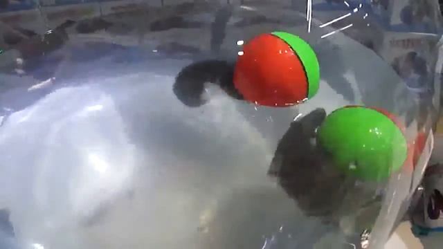 выдра с мячом в воде смотреть онлайн