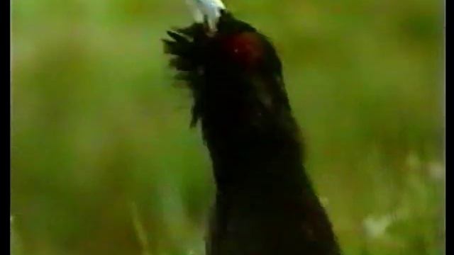 Лазарь Кокышев "Я в тайге алтайской пробудился" смотреть онлайн