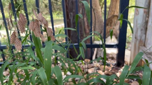 Inland Sea Oats - an Awesome Native Shade Plant [Chasmanthium latifolium] смотреть онлайн