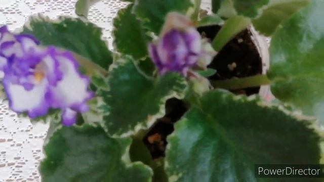 ЦВЕТУЩИЕ ФИАЛКИ./ Цветение фиалок ЛЕ- Фрейя и Ma's Glass Slipper спорт. Цветение - сюрприз!!! смотреть онлайн