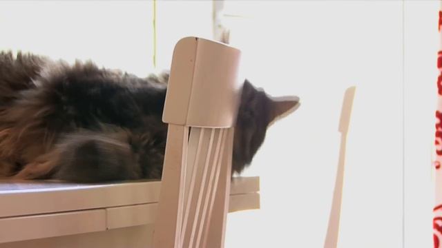 Maine Coon Cats Gentle Giants смотреть онлайн