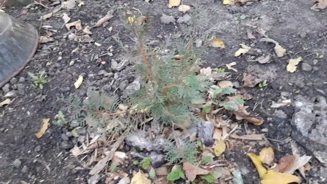 Туя из семян 3года спустя
