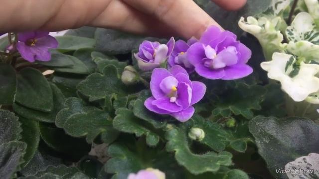 Обзор цветущих фиалок в ноябре 2018 смотреть онлайн
