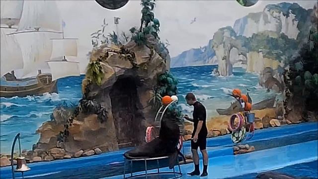 Дельфинарий "Немо" Харьков вся шоу-программа 2 часть .Dolphinarium "Nemo" Kharkiv смотреть онлайн