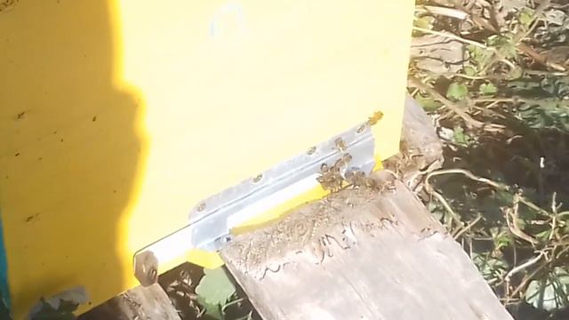 4.10.2016. Кратко о пасеке смотреть онлайн