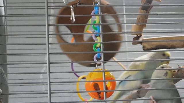 КАКУЮ ЛАМПУ КУПИТЬ? | ВЫБИРАЕМ УЛЬТРАФИОЛЕТОВУЮ ЛАМПУ ДЛЯ ПТИЦ смотреть онлайн