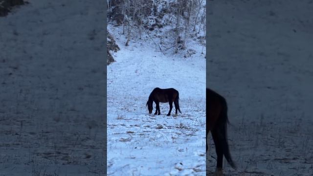 Алтайские лошадки #горныйалтай #altay #россия #russia #сибирь #travel #алтай #nature #syberia смотреть онлайн