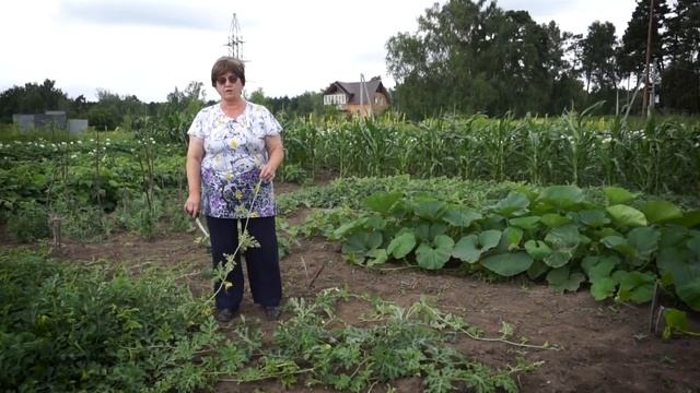 "Удачная среда" - тонкости выращивания арбузов в сибирских условиях (Бийское телевидение) смотреть онлайн
