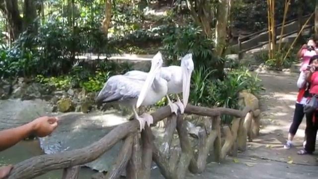 ChiagMai.Zoo - птица с клювом2 смотреть онлайн