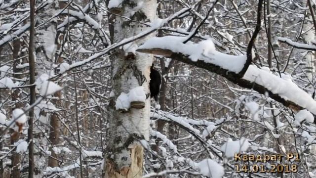 Желна - Атлас птиц Уфы смотреть онлайн