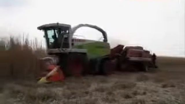 Уборка мискантуса